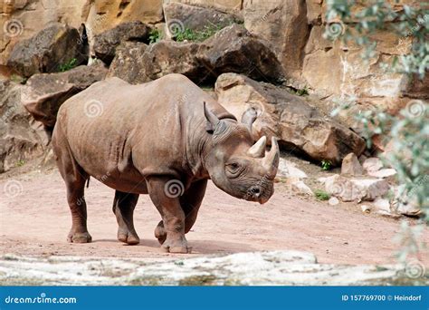 A Black Rhino Seen from the Side, Diceros Bicornis Michaeli Stock Photo ...