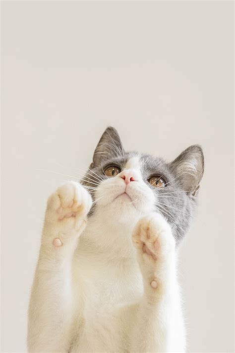 可爱猫咪—动物图片—美图美秀