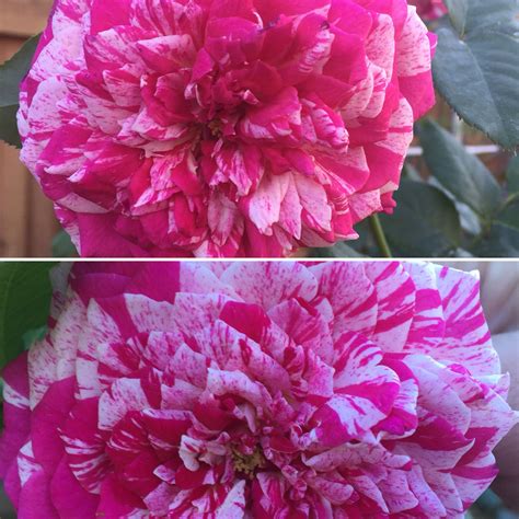 Neil Diamond Rose | Florida gardening, Rose, Plants