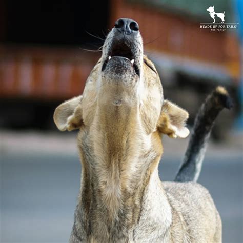 Why Is My Dog Howling?