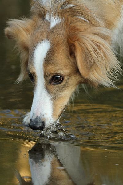 hemorrhoids on dogs