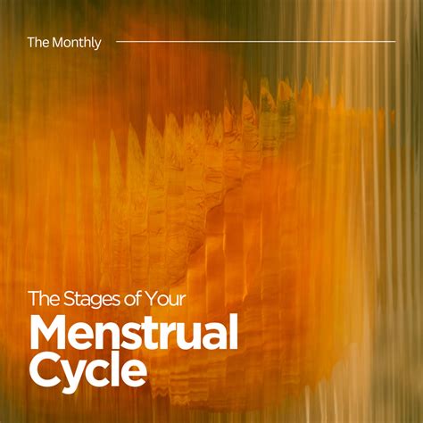 The Stages of your Menstrual Cycle – Love Luna