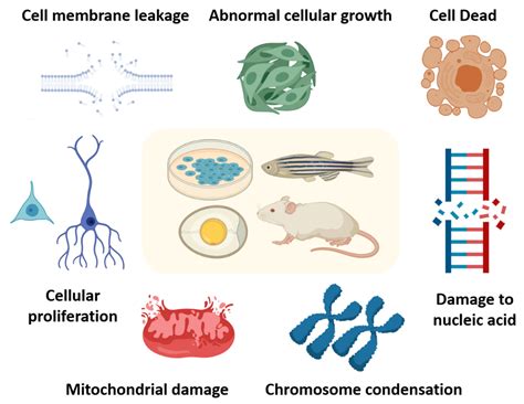 Potential Toxicity of Iron Oxide Magnetic Nanoparticles: A Review