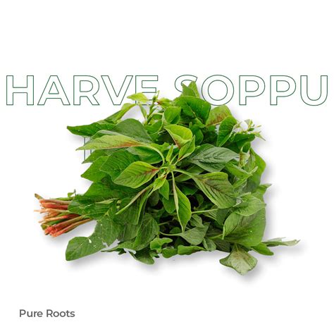 Organic Fruits & Vegetables Online | Organic Mandya