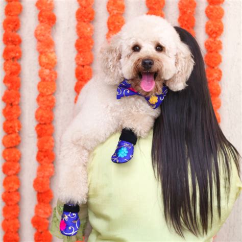 Buy Sapphire Ethnic Dog Shoes for Weddings & Parties | Zoof Pets