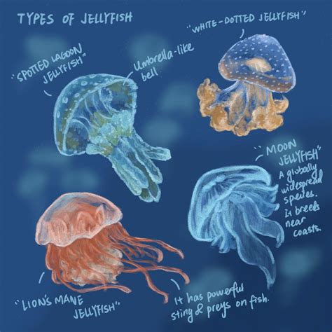 Jellyfish Scientific Illustration Biological Illustration Wikipedia