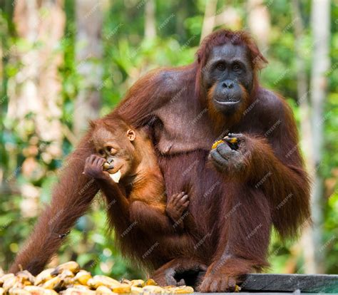 Orangutan Eating Fruit
