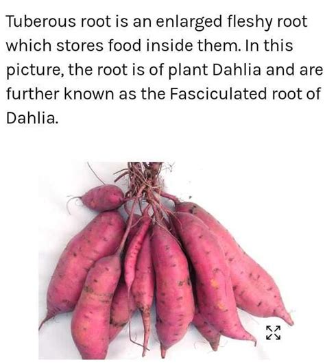 Identify the plant in which fleshy tuberous roots grow in clusters at ...