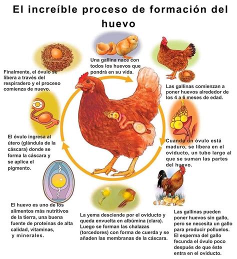 Pin de sergiotohseq en Gallinas | Corrales para gallinas, Criadero de ...