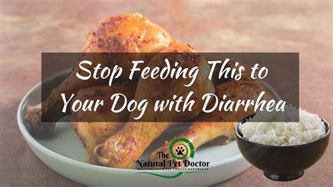 STOP Feeding This If Your Dog Has Diarrhea - Holistic Vet Advice