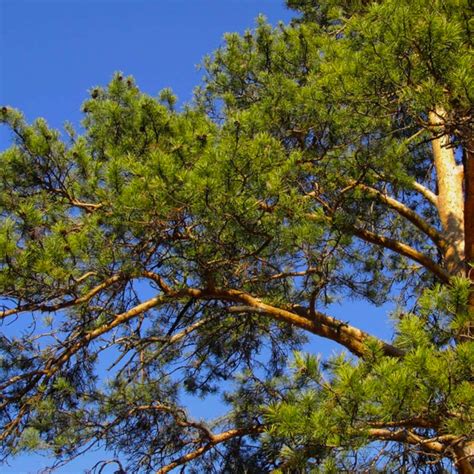 NATIONAL EMO DAY - December 19, 2026 - National Today