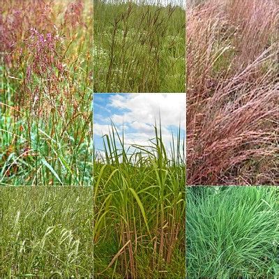Native Grass Seed Mix - Vermont Wildflower Farm