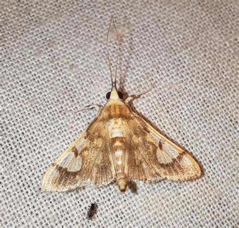 Nosophora spp. | Moths