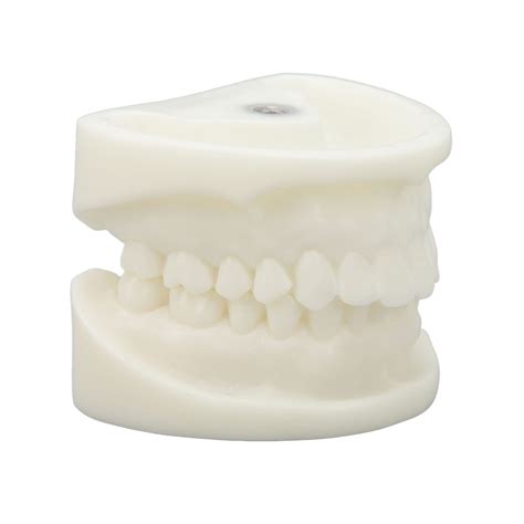 Buy White Dental Model, White Corundum Educational Tooth Model for ...