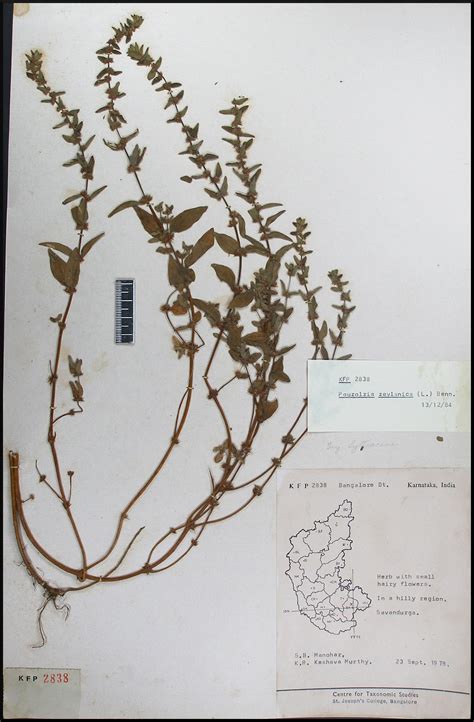 Herbarium JCB