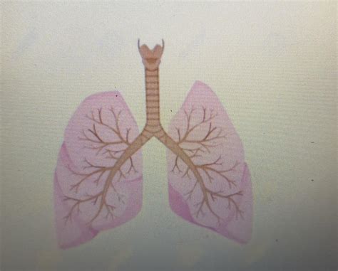 Question 1 Label different parts of the human respiratory system ...