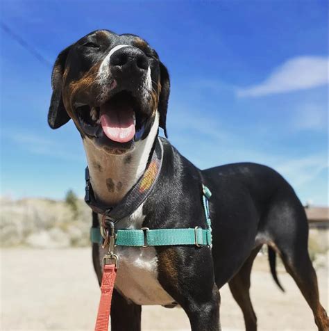 Doberman and Pitbull Mix: Puppies, Pictures & Temperament