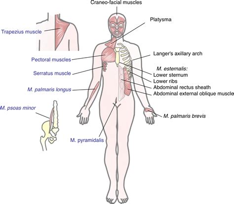 Striated Shoulder/Neck Muscles In Humans / Striated Shoulder Neck ...