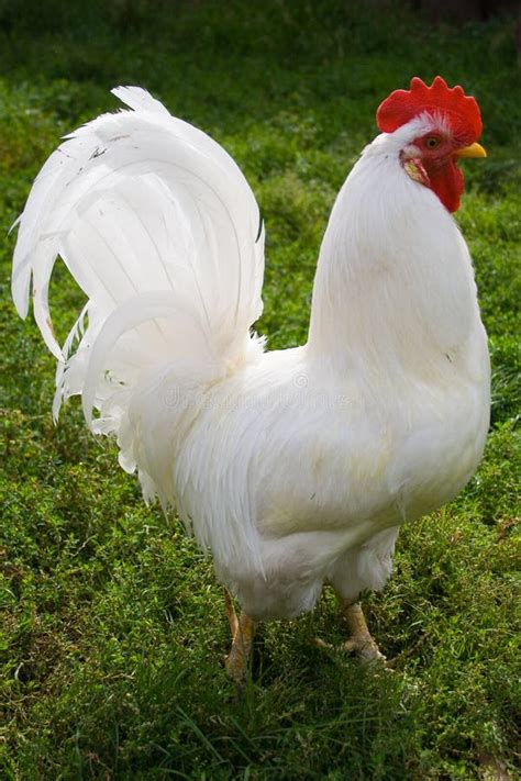 Image result for Animals Using Compouter