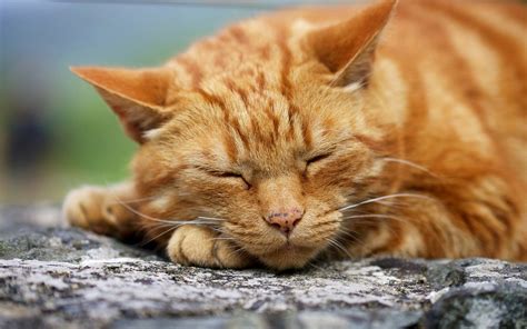 Ginger Cat Wallpapers - Wallpaper Cave