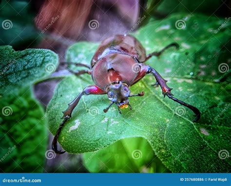 Giant Stag Beetle Hexarthrius Parryi And Rhinoceros Beetle Xylotrupes ...