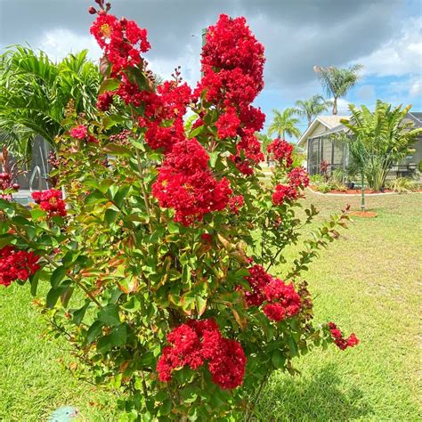 Radiant Red Crape Myrtle – Lagerstroemia (Green Leaf) - Plants – Lalit ...