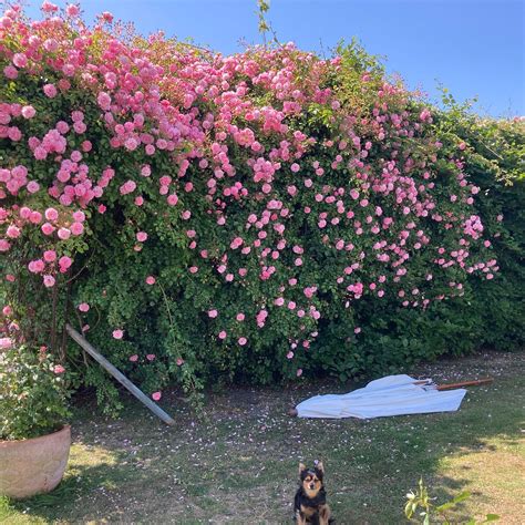 APULDRAM ROSES - All You Need to Know BEFORE You Go 2026 (with Photos ...