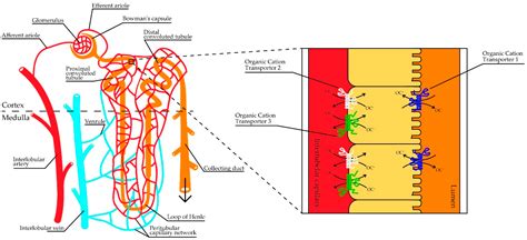 The Impact of Genetic Polymorphisms in Organic Cation Transporters on ...