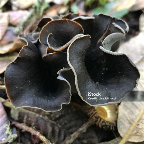 Black Trumpet Mushrooms Stock Photo - Download Image Now - Autumn, Black Trumpet, Close-up - iStock