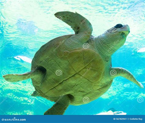 Image result for Sea Turtle Shell