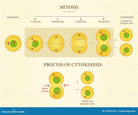 Diagram of Mitosis and Cytokinesis Illustration Showing Cell Division ...