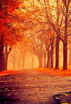 Iphone 11 Pro Autumn Wallpaper by Fall Colors Wallpaper For Iphone X 8 7 6 Free Iphone 11 Pro Autumn Wallpaper