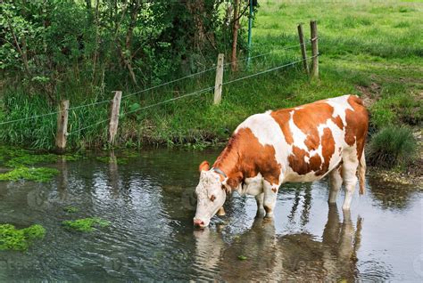 cow drinks water 935381 Stock Photo at Vecteezy
