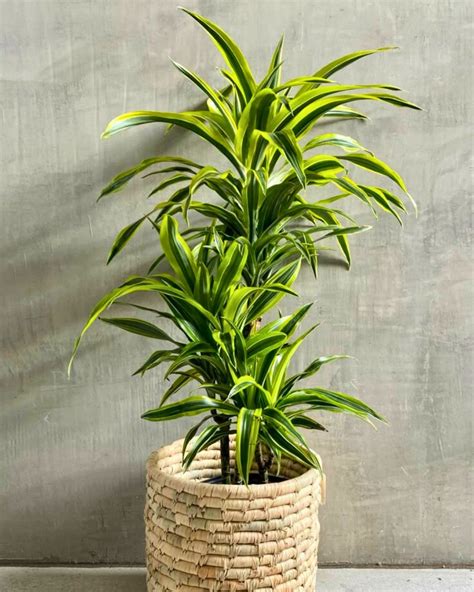 Dracaena Fragrans | Vertflora