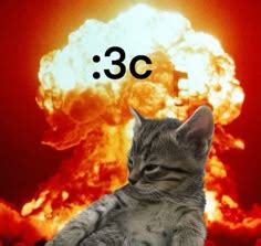 Cute Things Exploding Cat 的图像结果