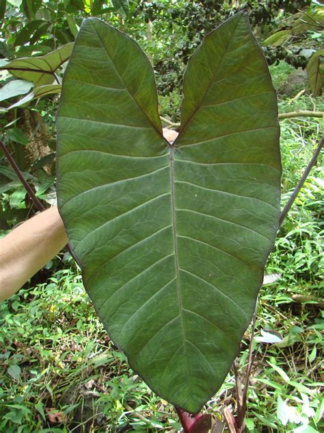 Polynesian Produce Stand : ~Black Malanga~ Xanthosoma violaceum Blue 'Ape Edible Taro Ornamental ...