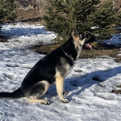 Blanka | RMD East-European Shepherds