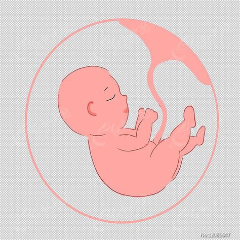 胎儿怀孕子宫图片下载_红动中国