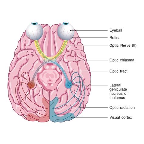 Human Visual System 的图像结果