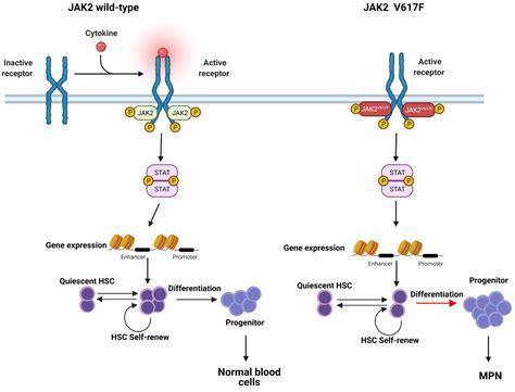 Insights into the Potential Mechanisms of JAK2V617F Somatic Mutation ...