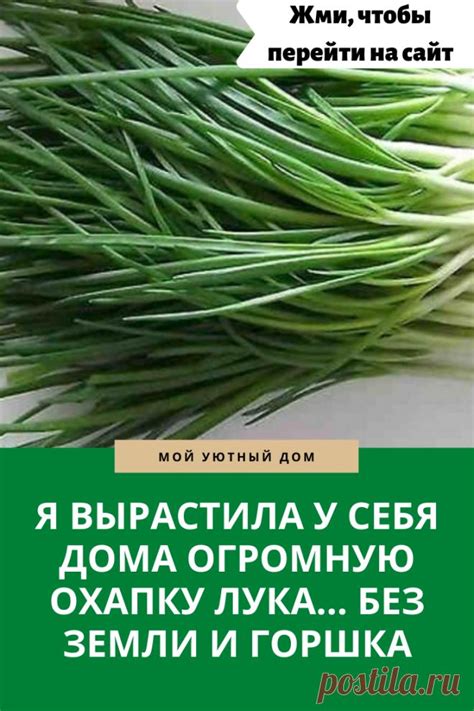 Полезные Советы | Вырастить зеленый лук, Гидропонное садоводство ...