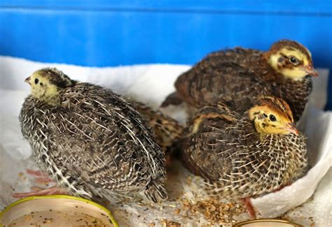 Image result for How to Brooder Quail Chicks