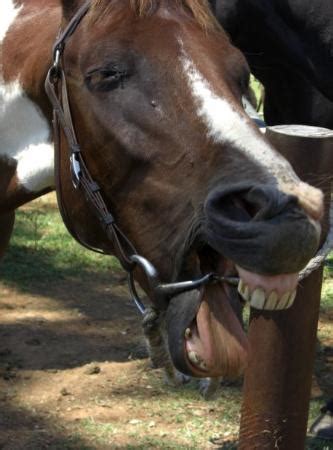 THE 5 BEST Places to Visit in Bingara (2025) - Must-See Attractions