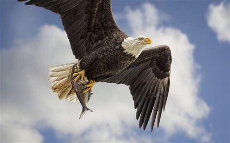 Bald eagle catch wallpaper | animals | Wallpaper Better