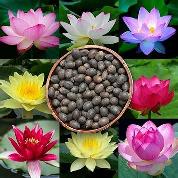 Bold Byte Lotus Seeds for Planting - Pack of 20 Seeds | Flower Seeds ...