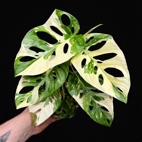 Monstera Adansonii Albo Variegated (Swiss Cheese Vine) | Rare Plants ...