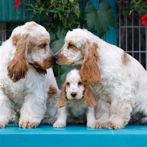 American Cocker Spaniel Characteristics