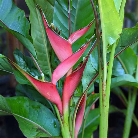 Heliconia 'Jamaica Dwarf' | Buy Tropical Plants – Soiled