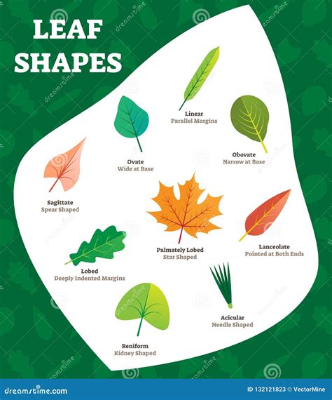 Types Of Leaf Shapes at Annabelle Raggatt blog
