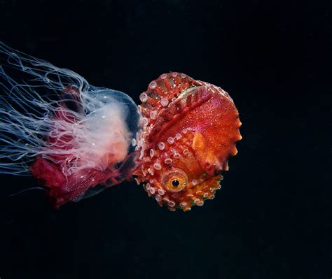 How An Argonaut Shell Is Spun Out Of Their Arms - OctoNation - The Largest Octopus Fan Club!